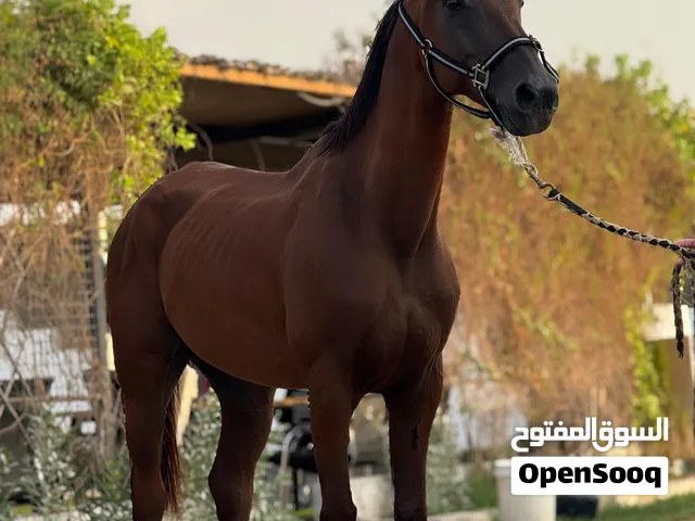 خيل خصي - قدرة - مع جواز