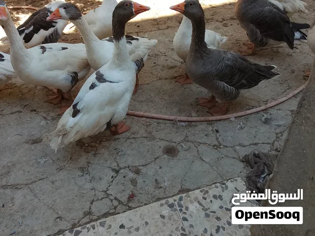 وزات للبيع