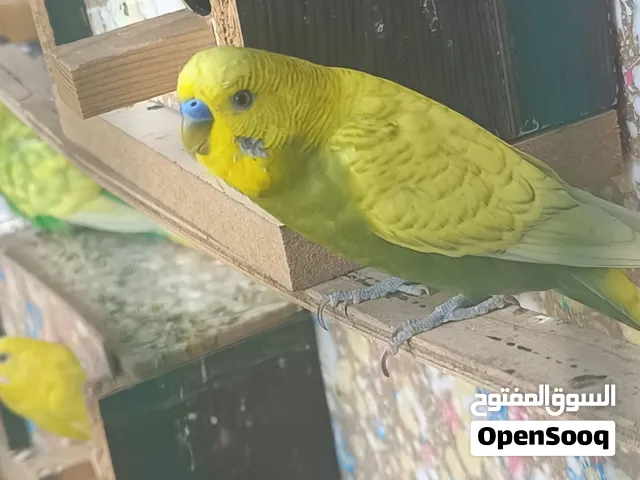 طيور حب سبانجل للبيع