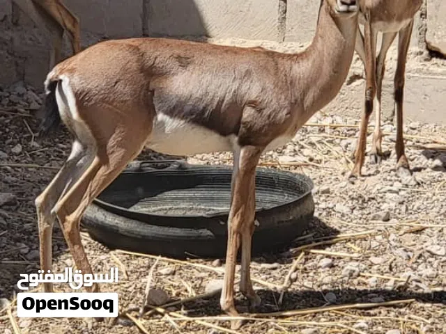 غزلان بلدي تربيه مزارع
