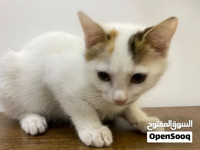 للتبني مجانا