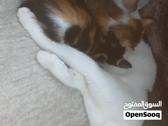 تبني قطه مع اولادها 3