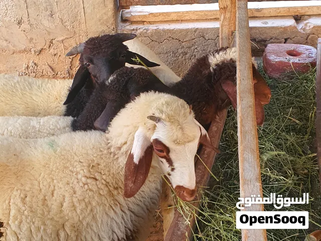السلام عليكم خروف وتلاته فطايم ماشاء الله تبارك الله ناشطات ونظافه وصحه عز الكسبه طرابلس زناته وشك