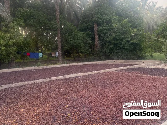 سح نفيعة مال السنة مخلوط جواني ابودلة مكنوزات زين الجونية 1،900