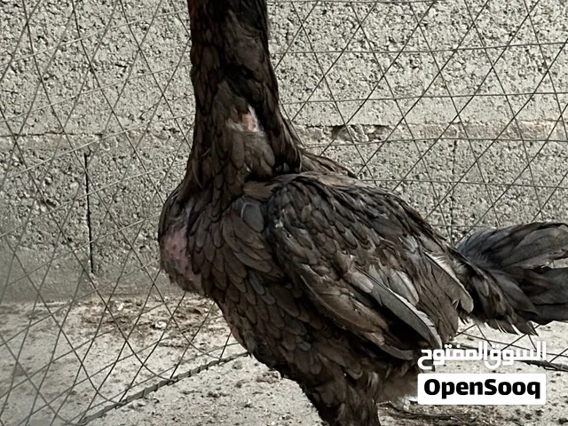 aseel female ready for breeding aged 9 months