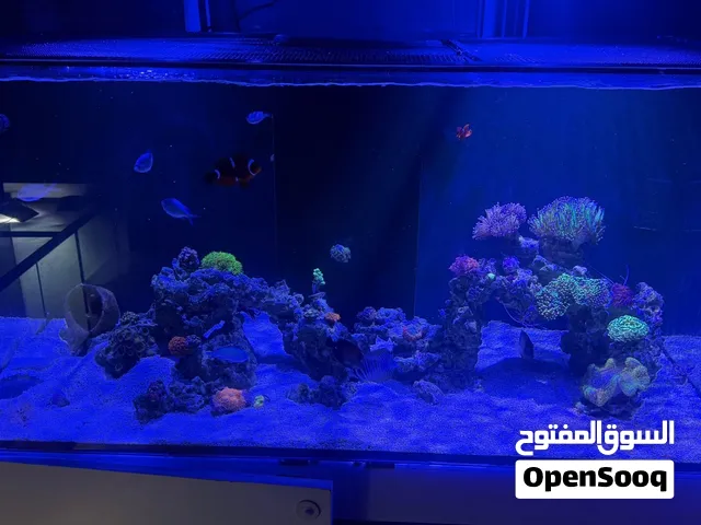 Reef tank for sale 350l price is negotiable