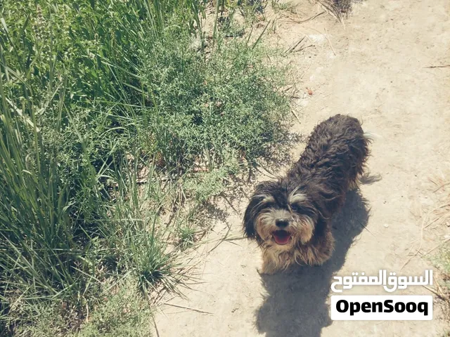 السلام عليكم كلب اليف للتبني الكلب كلش لعوب