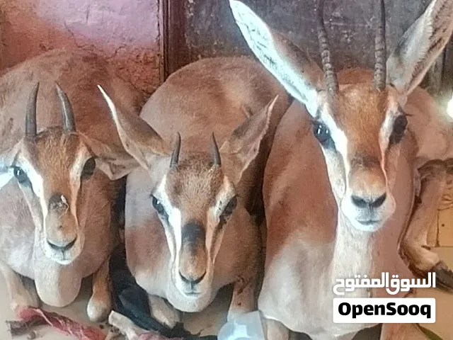 للبيع ايناث غزلان