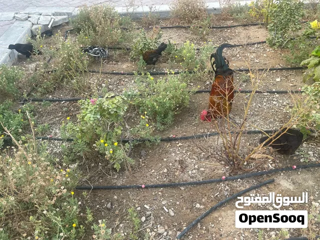 دجاج عربي للبيع