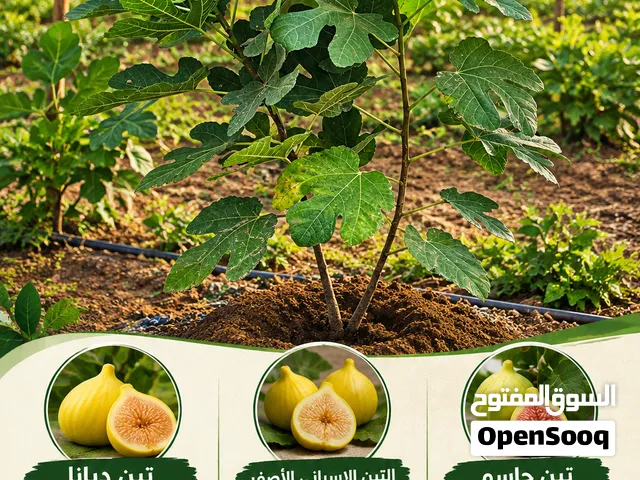شتلات تين اعمار حلوة.