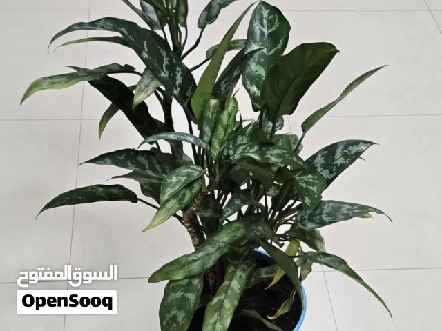 Healthy, Mature Aglaonema 'Maria' (Chinese Evergreen) Houseplant with Blue Pot