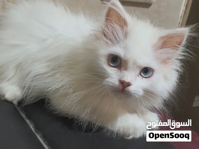 قطط شيرازى بيور للبيع
