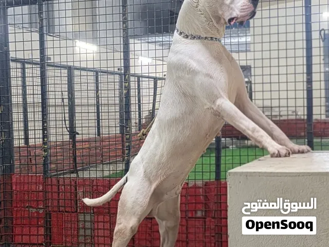 Looking For A Specific Dog Breed Or A Exotic Pet ?