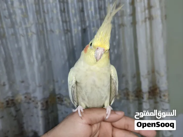 انثي كوكتيل ايزابيل ( تأكيل يدوي ) + نشاره خشب خشنه + حجر سبيط ( سيبيا )
