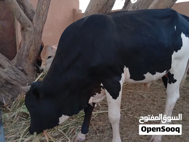 عجل من الحلال الظفاري السعر 680 ريال