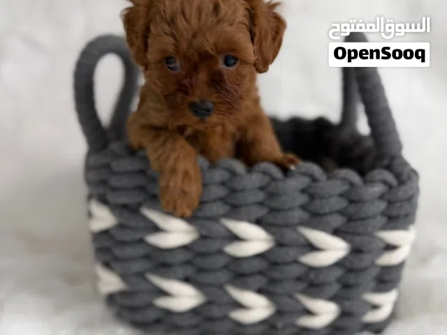 Toy Poodle