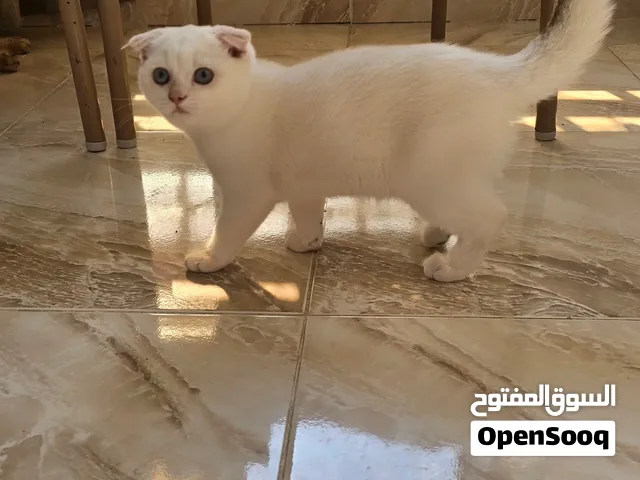 سكوتش تربيل فولد ns12