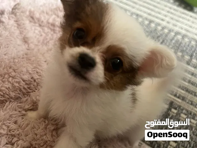 شيواوا 3 شهور