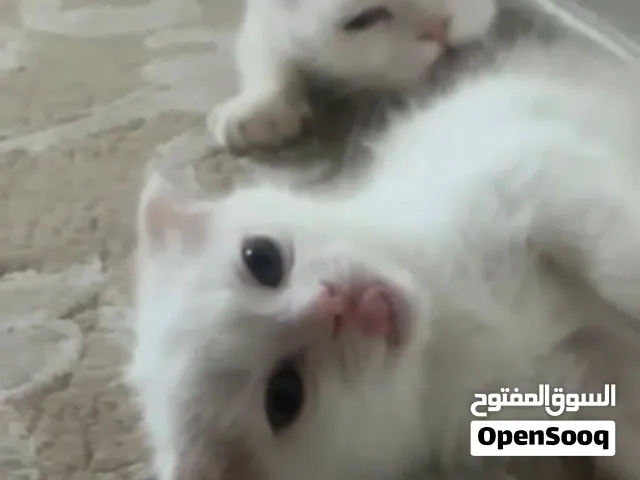 عمر القطه الصغيره شهرين