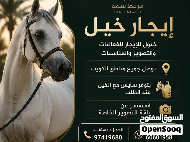 ايجار خيل ونقل خيل وتدريب وربط