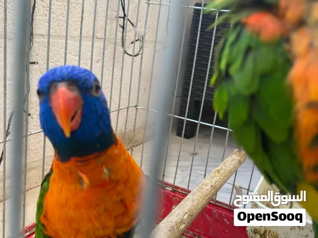 لوري فرخ 3 اشهر جامبو