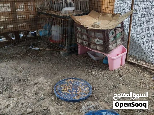 للبيع قفص 2.5متر_2.0 متر_1.30متر