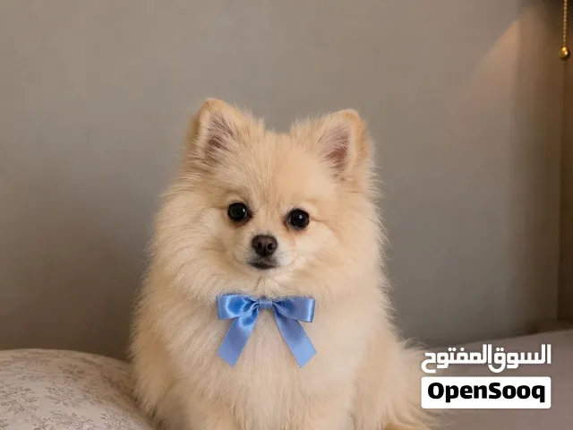 كلب بومرينيان