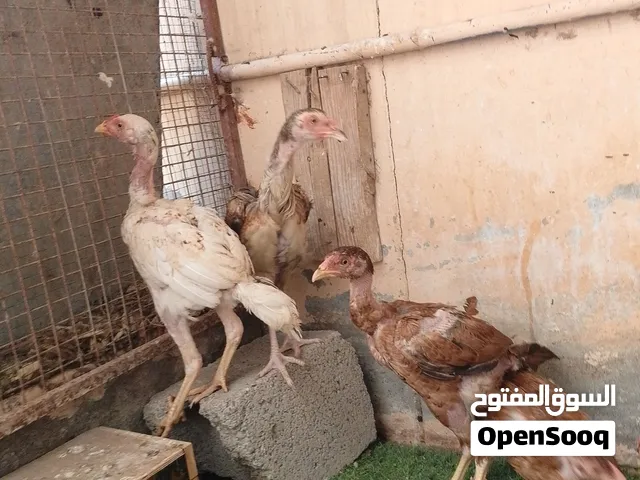 مجموعة من دجاج باكستاني عرض ممتاز
