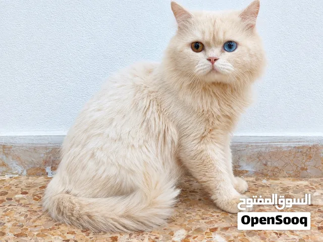 قط شيرازي كل عين من لون