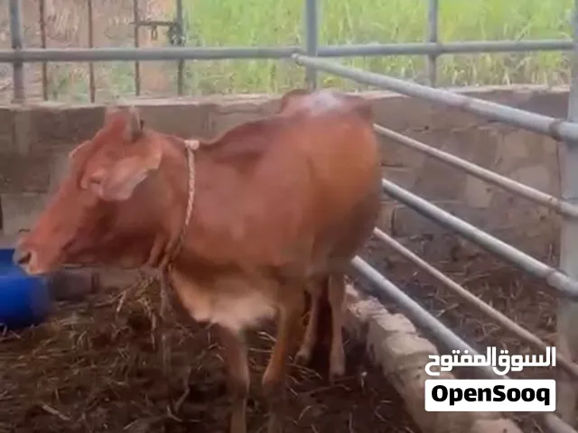 عجلة محلية للبيع
