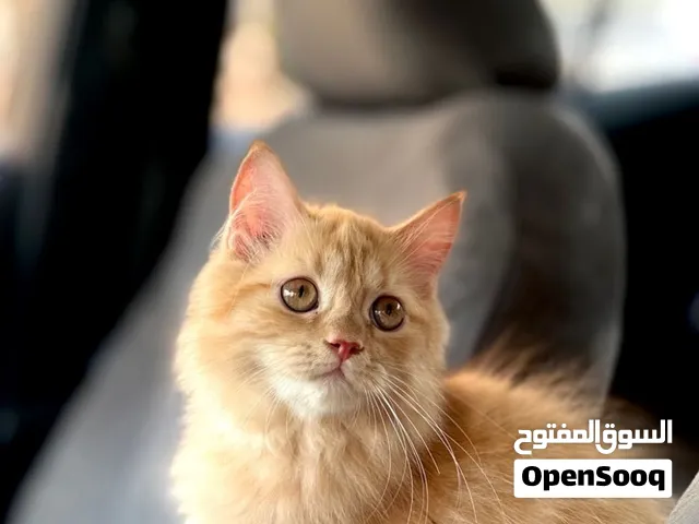 قط شيرازي عمره حوالي شهرين إلى 3 اشهر
