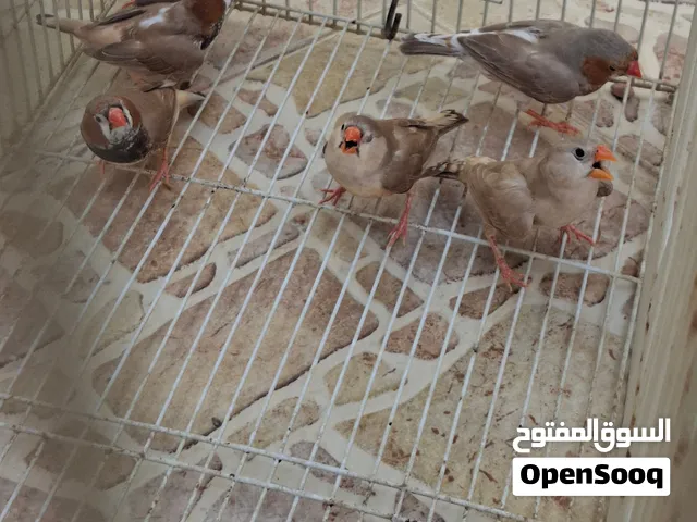 زيبرا هاف اورنج