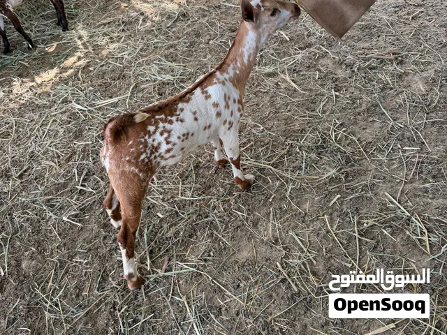 للبيع تيوس صلالي اصل ركز علي العمر ما شاء الله الي حاب لتربيه رقم واحد