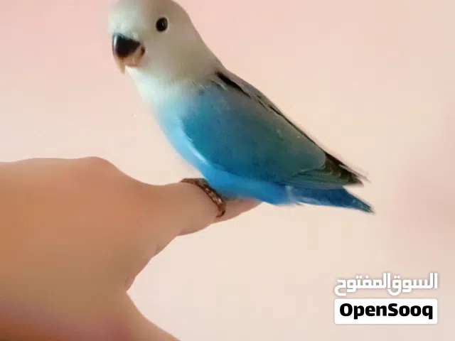 روز مدرب تاكيل يدوي مفطوم المكان العبور ومتاح توصيل لأي مكان بعد سداد المبلغ