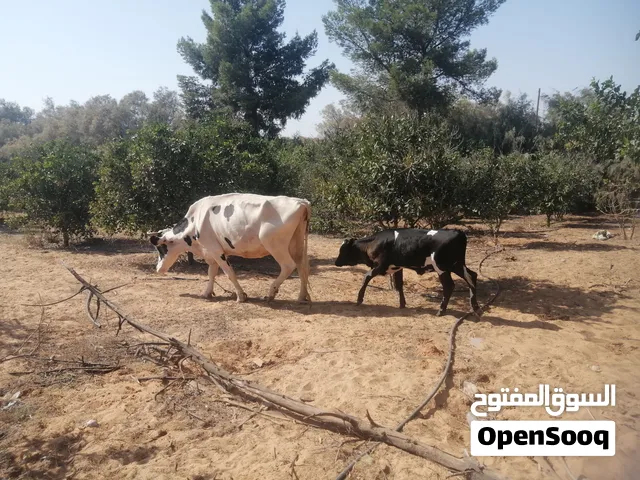 بقرة والدة وطروقة