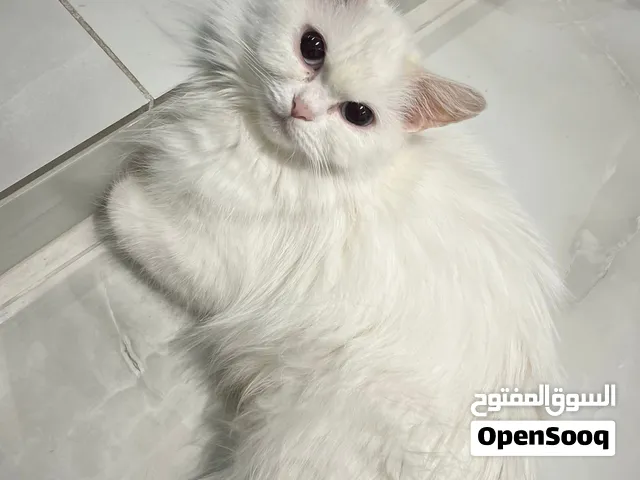 Female cat for adoption  قطة للتبني
