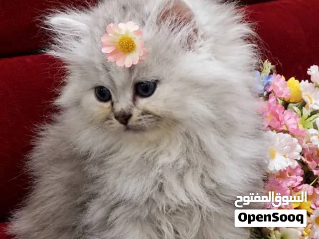 قطه ولا غلطه ويوجد توصيل لجميع المحافظات