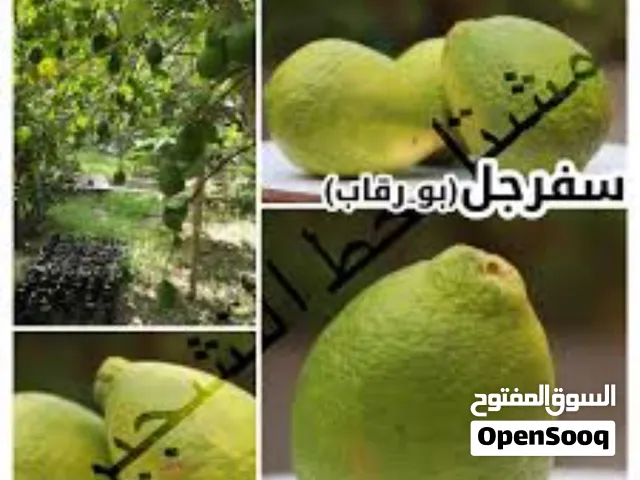 ماشاء الله للبيع صفرجل العماني