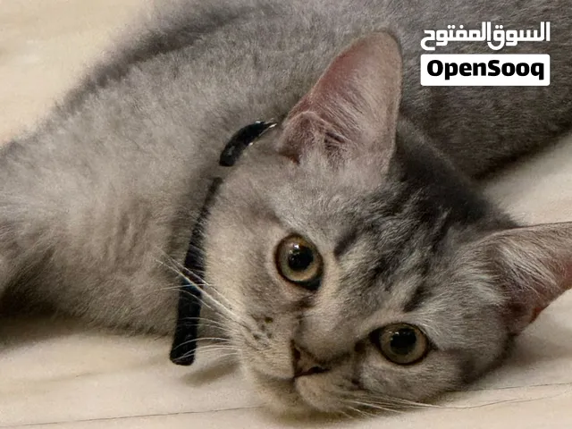 قط سكوتش ستريت عمر 4 شهور