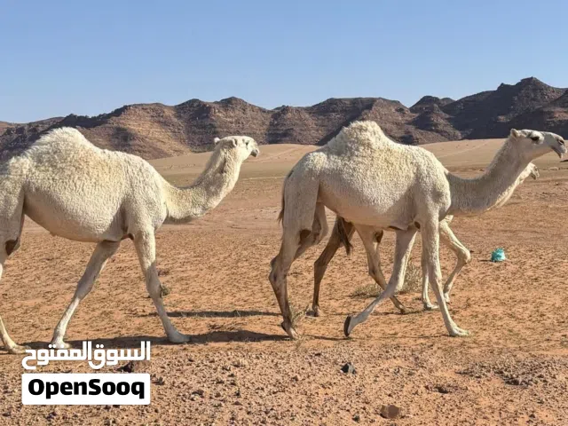 للبيع بكار مزاين