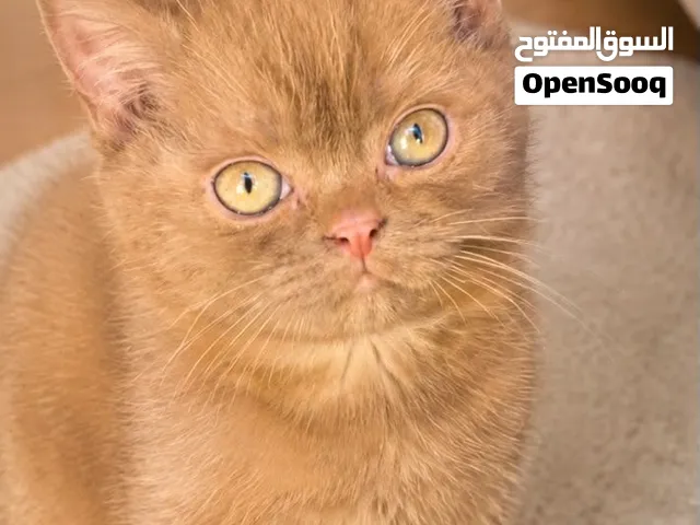 سينمون وبيكلر شوكلت