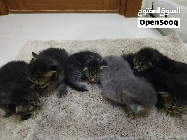 kittens for sale