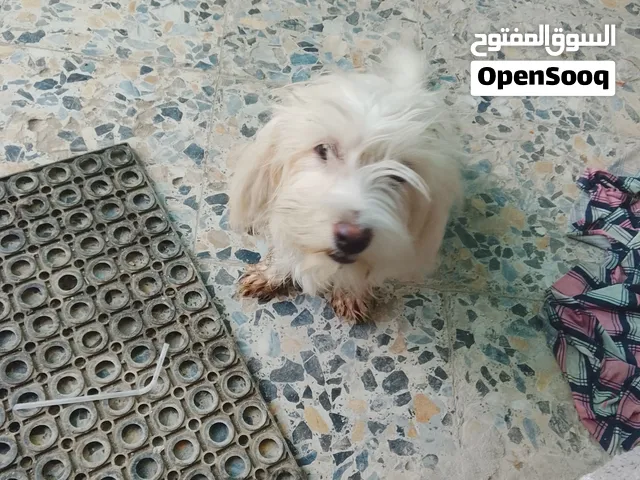 جلب زينه ربه للبيع