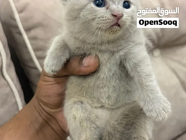 صغار سكوتش فولد