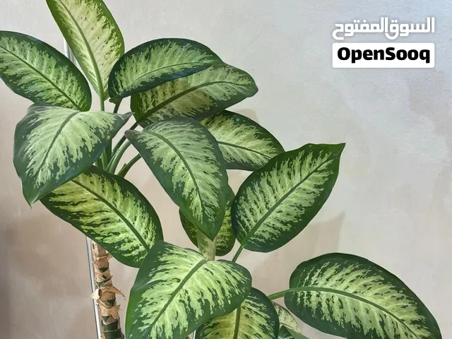 Beautiful Indoor Dieffenbachia Plant