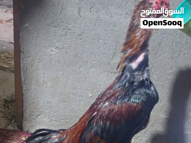مخاليف عمر 9 اشهر صحه فول نشاط توه يصيحن نسل راح يكمل سعرهن 90 وبيهن مجال مكاني شط العرب