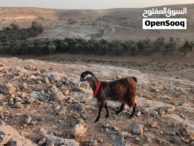 عنز عشار شهرين ونص