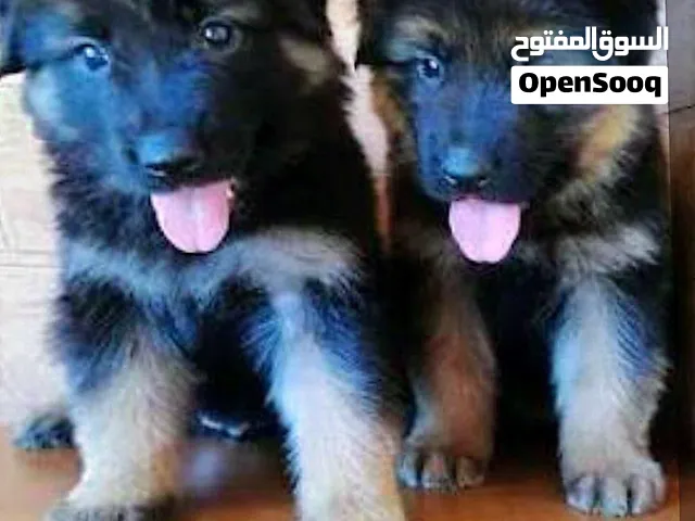 جراء جيرمن شيبرد شولاين لونج هير