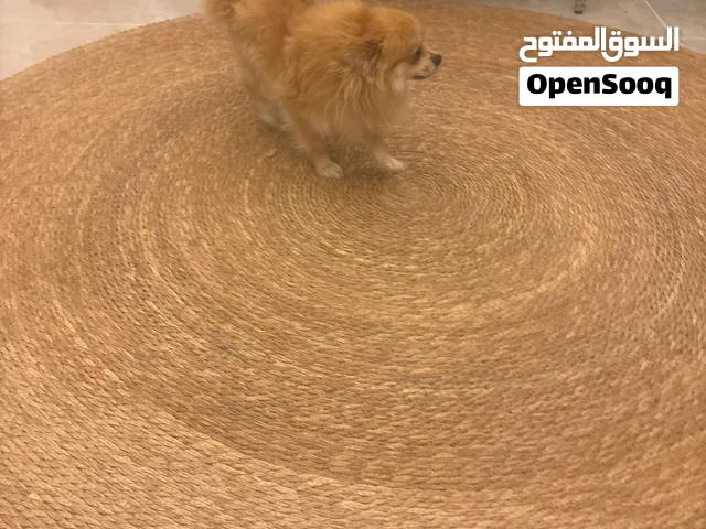 كلب بومارينين ذكر