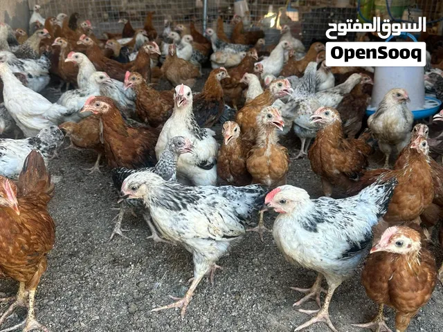 دجاج فرنسي كولومبي